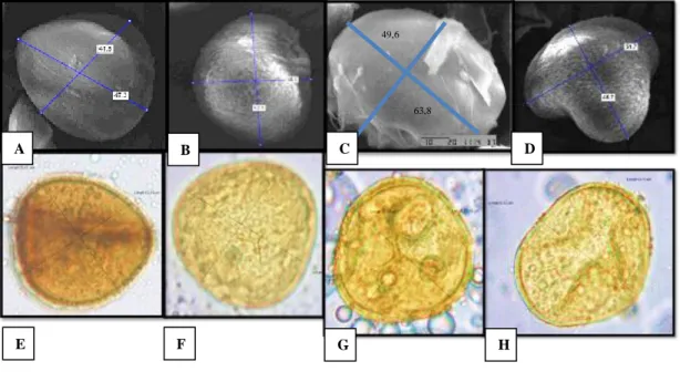 Tabel 1 adalah hasil pengamatan spora Acrostichum aureum Linn Daerah Bali pada perbesaran mikroskop  1000x,  menunjukkan  bahwa  jenis  spora  ini  memiliki  indeks  P/E  rata  –  rata  sebesar  1,14  µm  Sesuai  dengan  pendapat Erdtman (1952) jenis spora