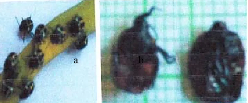 Gambar 1. (a) ninfa sehat, (b). Ninfa mati  