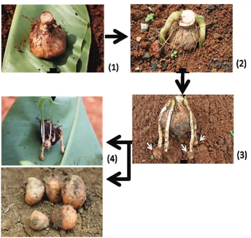 Gambar 1. Tahap pola pertumbuhan taka asal umbi empu. (1) pertumbuhan tunas, (2) pertumbuhan stolon, (3) 