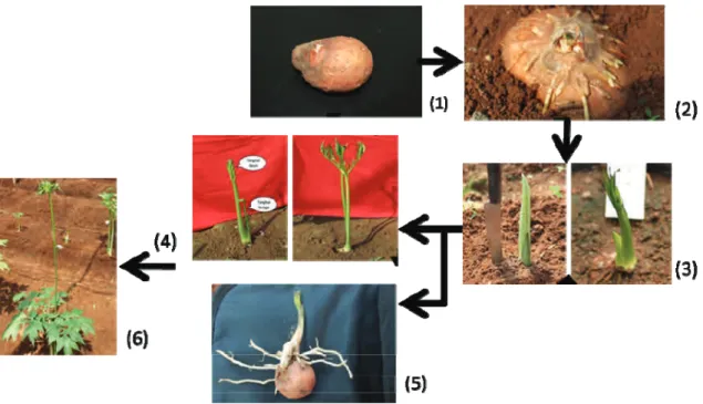 Gambar 2. Pola pertumbuhan tanaman taka asal umbi anak. (1) pertumbuhan tunas, (2) pertumbuhan akar, (3)  perkembangan tunas dan tangkai daun, (4) perkembangan tangkai daun dan pembentukan tangkai  perbungaan, (5) pengisian umbi, (6) perkembangan tajuk dan