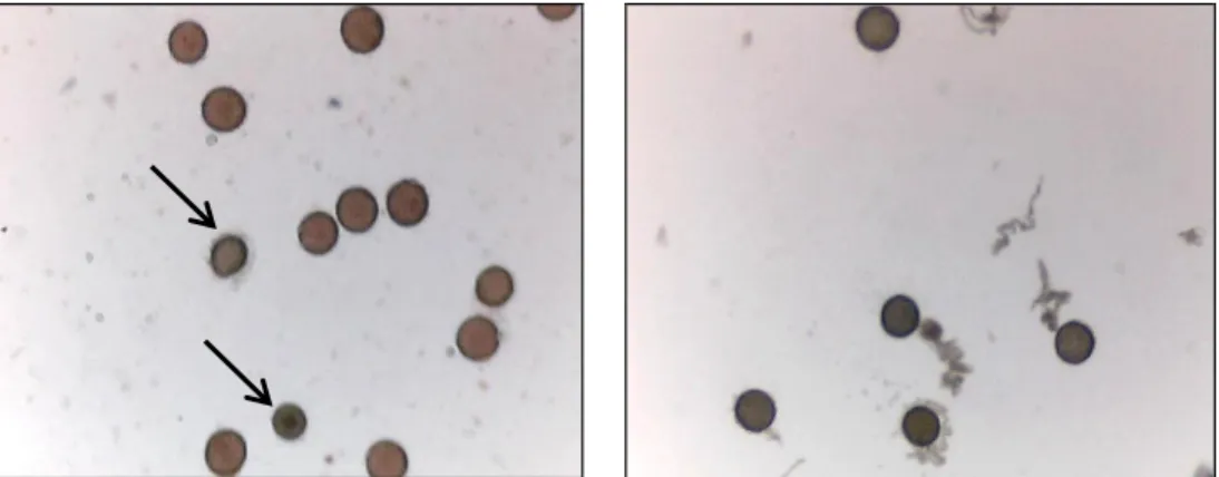 Gambar 1.   Viabilitas  Polen  Ipomoea  trifida  Aksesi  99  Berdasarkan  Teknik  Pewarnaan  Asetokarmin (A) dan Germinasi Polen Dalam Medium BK (B) Ket : tanda panah  menunjukkan polen yang tidak viabel