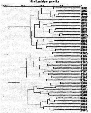 Gambar  1.  Fcnogram kemiripan genetika populasi  kclapa  Dalam  Lubuk  Pakam,  Dalam  Paslaten, dan  Dalm  Banyuwangi  b e r d d a n   1 13  penanda RAPD  yang  berhasil diamplifilrasi