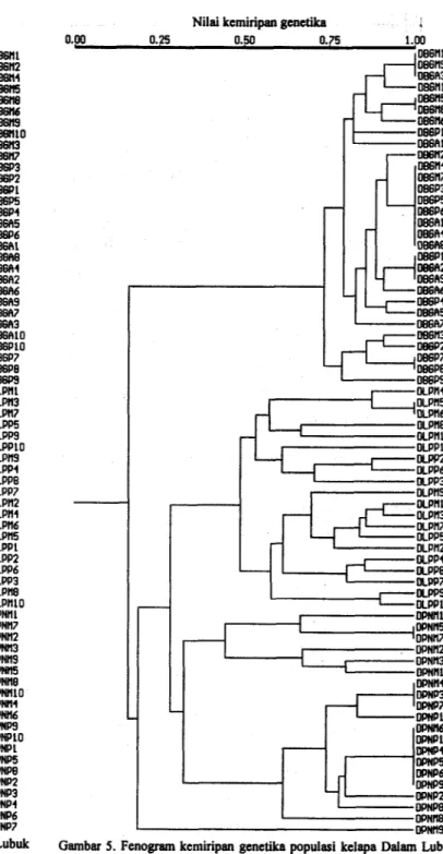 Gambar 4. Fenogram kemiripan genetika populasi  kelapa Dalam  Lubuk  Pakam (DLP),  Dalam  Paslaten  @PN),  dan Dalam Banyuwangi  (DBG)  bcrdaparlcan  32  penanda RAPD hasil AKU