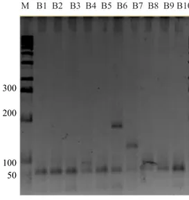 Gambar 4d.   Profil pola pita DNA beberapa  klon  bawang  putih  dengan  primer  OPG  16  (Profile  of  DNA  band  patterns  of  garlic  clones  using primer OPG 16) M   B1  B2   B3  B4  B5   B6   B7   B8  B9  B10