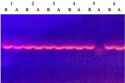 Figure 1.  Results of silver nitrate staining of PCR amplified DNA using CnCir-56 SSR locus