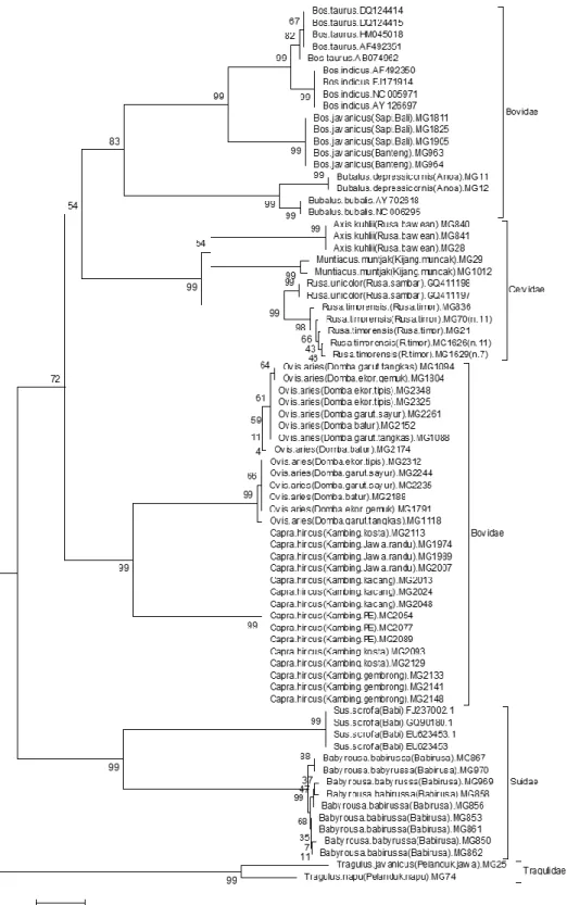Gambar  1.  Konstr uksi  pohon  filogeni  or do  Cetar tiodactyla  ber dasarkan  metoda  Neighborjoining dengan menggunakan perangkat lunak Mega versi 4.0.1