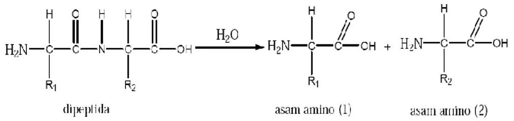 Gambar 1. Reaksi hidrolisis pada peptida (Hawab, 2004) 