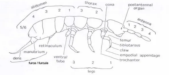 Gambar 2.1 Morfologi  Collembola (Sumber : http://web.ipb.ac.id)  Collembola  mempunyai  ciri  bentuk  serangga  muda  dan  dewasanya  sama  dan  biasanya  dianggap  sebagai  serangga  yang  primitif,  karena  srtruktur  anggota  tubuhnya relatif sederhana