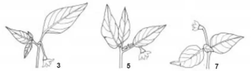 Gambar 4. Bentuk Pelekatan Kelopak pada Pangkal Buah: 1) acute,  2) obtuse, 3) truncate, 4) cordate, 5) lobate 