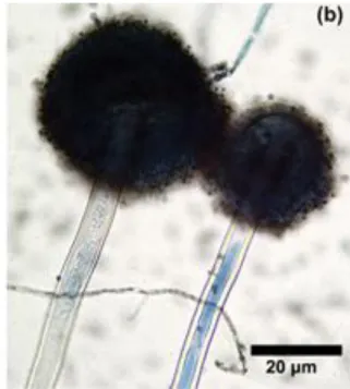 Gambar 2. Aspergillus niger  Sumber : Singh et al. (2011) 