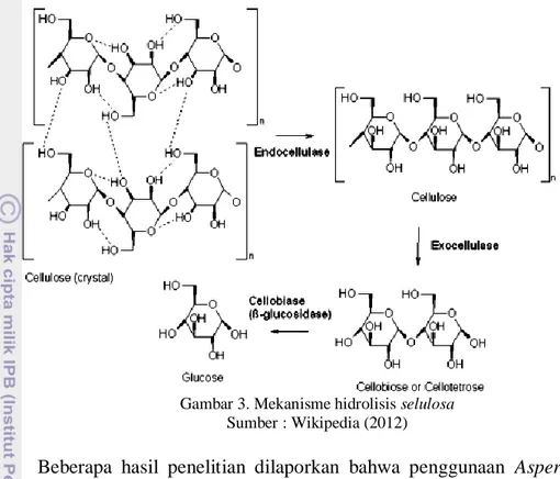 Gambar 3. Mekanisme hidrolisis selulosa  Sumber : Wikipedia (2012)