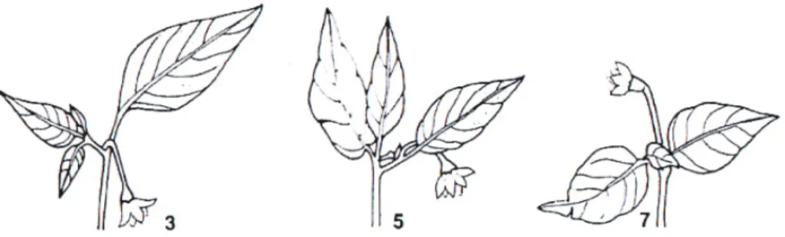 Gambar 2.  Bentuk buah (Fruit shape), a. memanjang (elongated), b. membulat (rounded), c