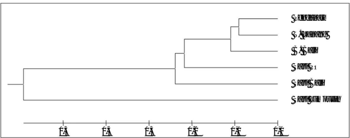 Gambar 4. Pohon filogenik pada tiga subpopulasi sapi Katingan dan dengan beberapa sapi lokal lain 
