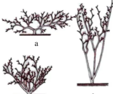 Gambar 2. Tipe Tajuk Tanaman Cabai : a) menyebar, b) semi tegak, c) tegak