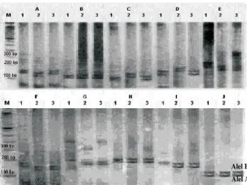 Gambar 1. Varian alel 10 lokus Mikrosatelit  (A – J) yang terdeteksi pada keluarga acuan yang terdiri atas: lajur 1 – 3 berturut-turut  pejantan, induk dan anak (F1), M (DNA Leader), A (BM2113), B (ETH3), C (HEL1), D (ETH225), E (CSSM), F(HEL9), G (INRA025