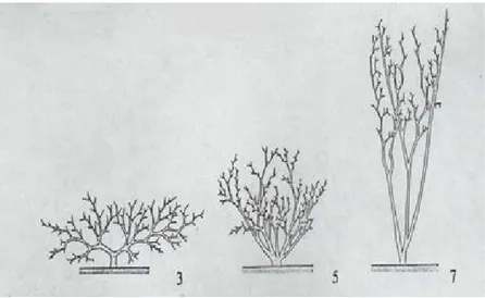 Gambar 5. Tipe tumbuh tanaman cabai (IBPGR 1983 dan AVRDC 2002) 