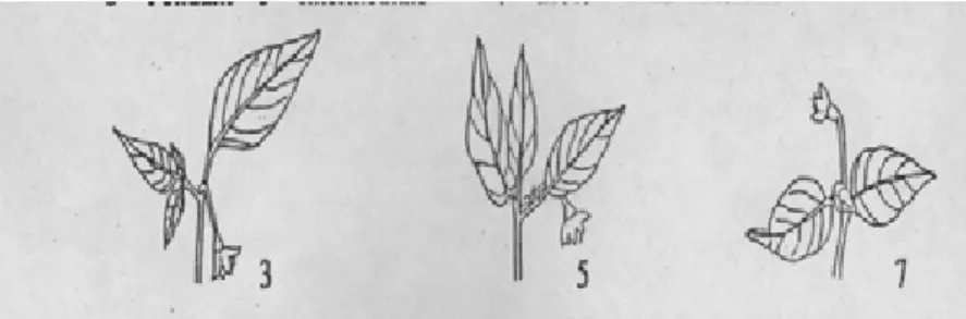 Gambar 6. Posisi tangkai bunga cabai (IBPGR 1983 dan AVRDC 2002) 