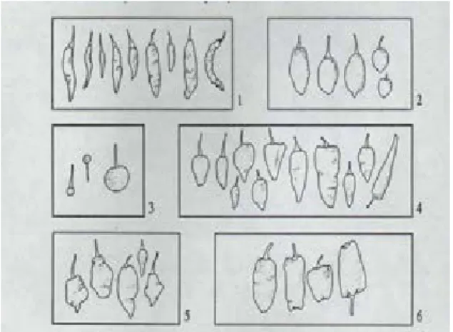 Gambar 8. Bentuk buah cabai (IBPGR 1983 dan AVRDC 2002) 