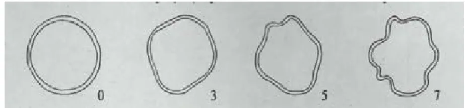 Gambar 11.  Penampilan penampang melintang buah cabai  (IBPGR 1983 dan AVRDC 2002) 