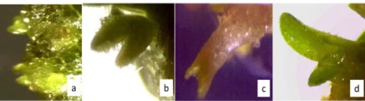 Gambar 2. Tahapan somatik embriogenesis pada perlakuan BAP 2,5 ppm dan IAA 0,2 ppm. (a) tahap grobuler; (b) hati; (c) torpedo; dan (d) planlet