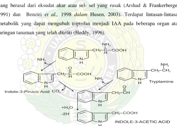 Gambar 2.4.2 : Lintasan Proses Biosintesis Dari Triptofan Menjadi IAA.  
