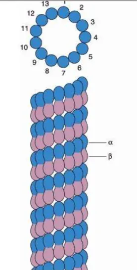 Gambar 2.1 Struktur Mikrotubul (Mescher, A.L.2013) 