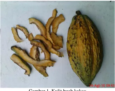Gambar 1. Kulit buah kakao 
