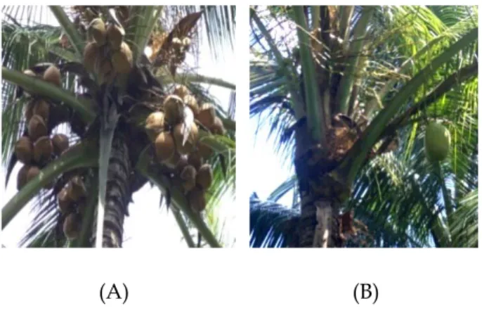 Figure 1.  Representative variation of Mapanget Tall Coconut selfed generation (DMT-S4) population; A = DMT-S4  selfed generation accession showing high nut yield; B DMT-S4 selfed generation accession showing  inbreeding depression