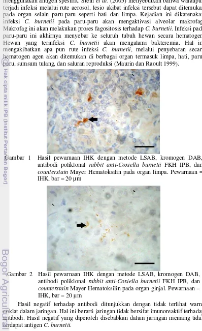 Gambar 1  Hasil pewarnaan IHK dengan metode LSAB, kromogen DAB, 