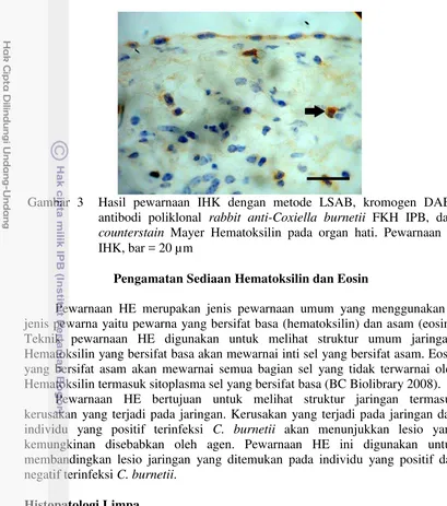 Gambar 3  Hasil pewarnaan IHK dengan metode LSAB, kromogen DAB, 