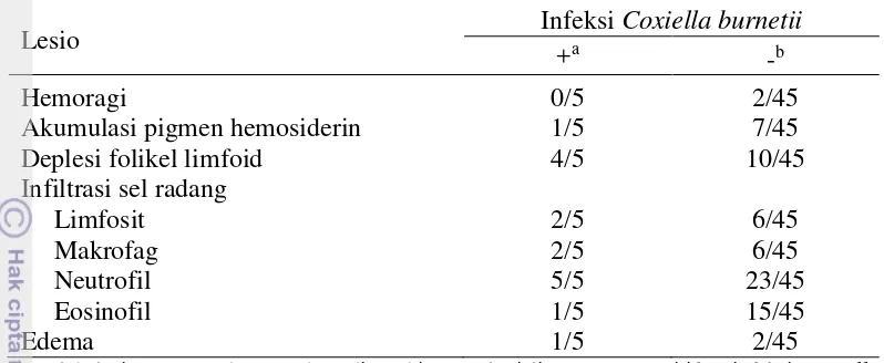 Tabel 2  Hasil pengamatan lesio pada sediaan histopatologi limpa yang positif dan negatif terhadap infeksi Coxiella burnetii 