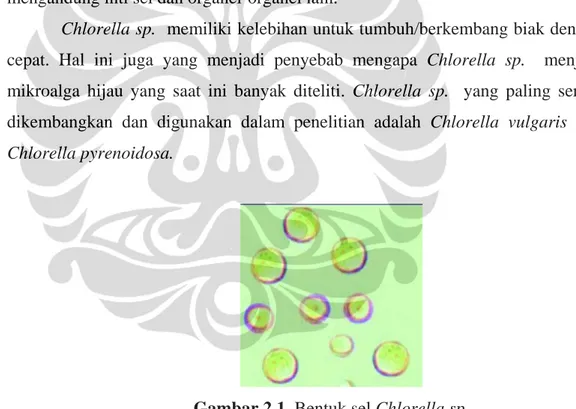Gambar 2.1. Bentuk sel Chlorella sp. 