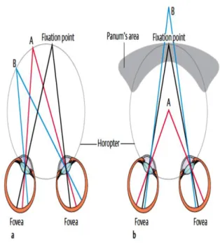 Gambar  3.  a.  Horopter  geometrik.  Objek  A  dan  B  terletak  pada  horopter  geometrik  oleh  karena itu diproyeksikan ke titik-titik yang  berkorespondensi  pada  retina
