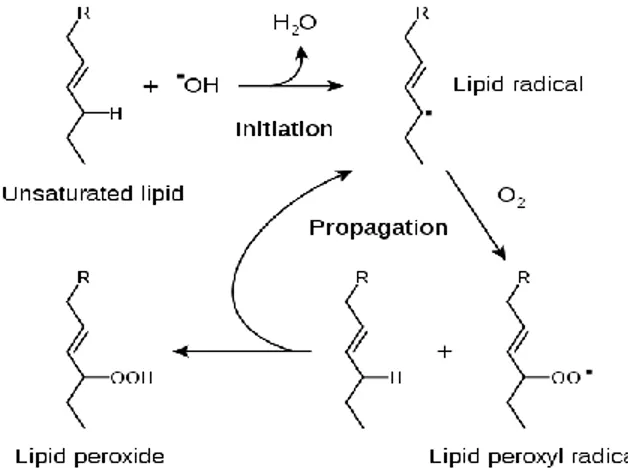Gambar 2.3 Tahapan autooksidasi lipid (Wikipedia, 2010) 