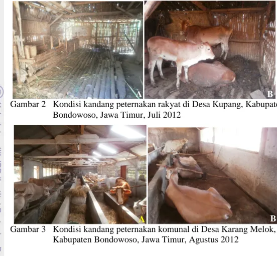 Gambar 2  Kondisi kandang peternakan rakyat di Desa Kupang, Kabupaten  Bondowoso, Jawa Timur, Juli 2012 