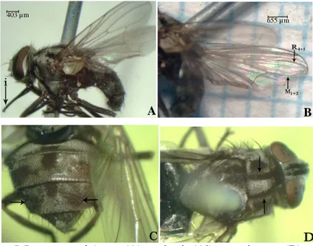 Gambar 5 Stomoxys calcitrans (A), probosis (Ai), venasi sayap (B), noktah         hitam pada abdomen (C), dan garis longitudinal toraks (D) 