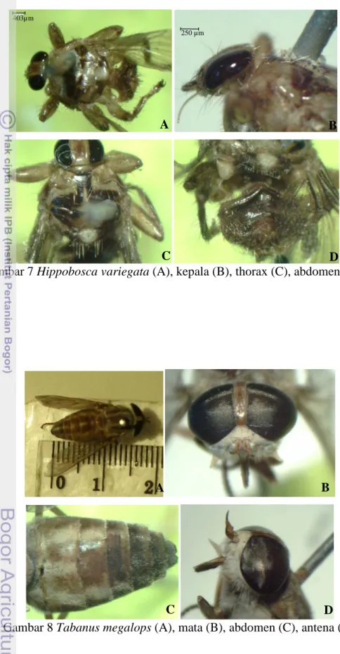 Gambar 8 Tabanus megalops (A), mata (B), abdomen (C), antena (D) 