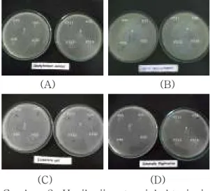 Gambar  2.  Hasil  uji  potensi  bakteriosin  terhadap  S.aureus  (A),  L. monocytogenes (B),  S
