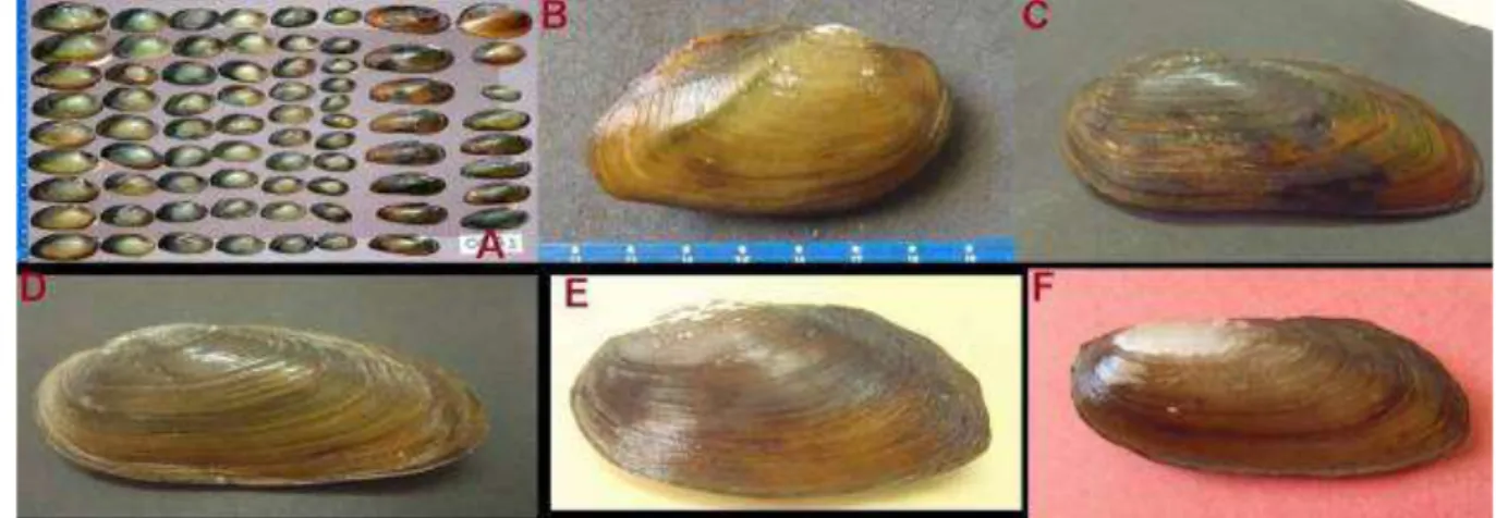 Gambar  1 :  Spesimen  kijing  air  tawar  Unionidae  koleksi  dari  Sungai  Brantas  periode  sampling  April—Juni  2012  (A