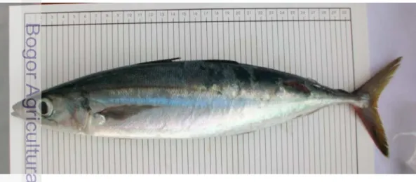 Gambar 2. Ikan malalugis. 