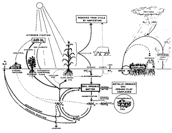Gambar 1. Siklus nitrogen di alam,   Sumber : (Lea-Cox, 2007). 