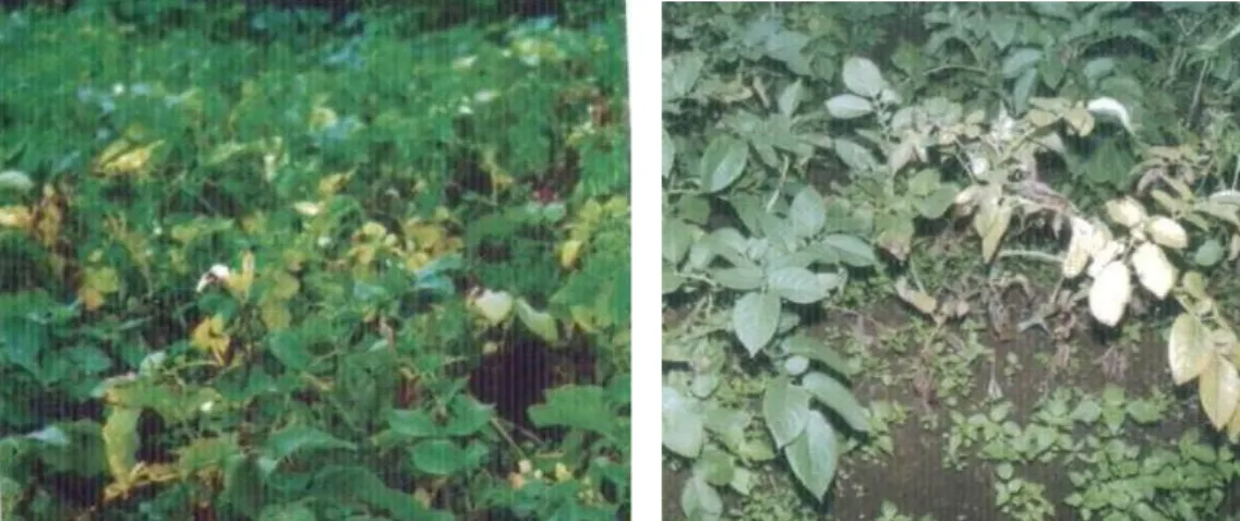 Gambar 3. Hamparan tanaman Kentang yang terserang NSK; Gambar 4. Gejala Serangan NSK pada Kentang, daun  menguning kemudian mengering dan lama kelamaan tanaman akan mati 