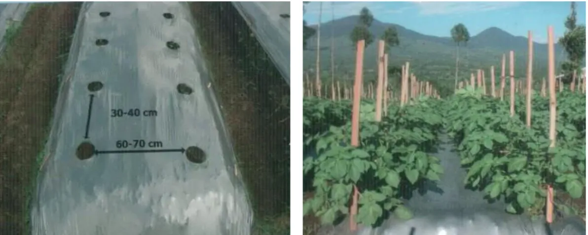 Gambar 12. Pengaturan jarak tanam (kiri) dan menjaga kebersihan kebun (kanan), salah satu upaya untuk menekan  serangan OPT pada Kentang (Balitsa, 2014) 