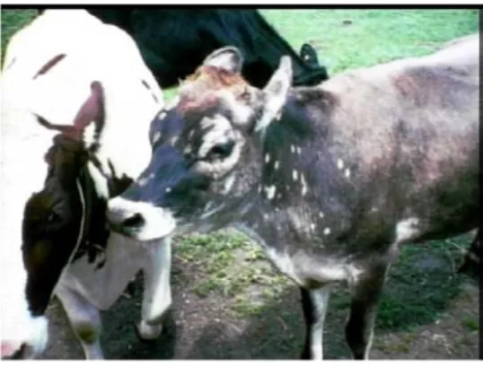 Gambar 3. Ringworm pada sapi  Sumber:  RAMOS - VARA  (2005) 