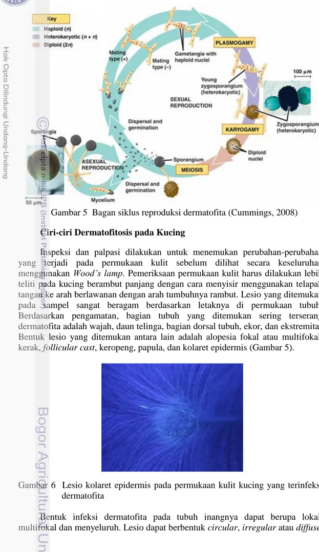 Gambar 5  Bagan siklus reproduksi dermatofita (Cummings, 2008) 