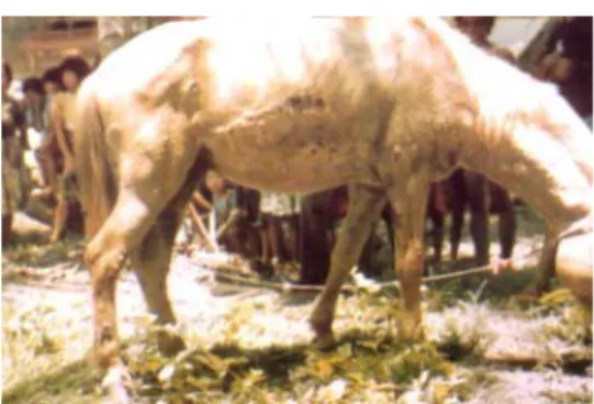 Gambar 1. Selakarang pada kuda  Sumber: H ASTIONO  (1983) 