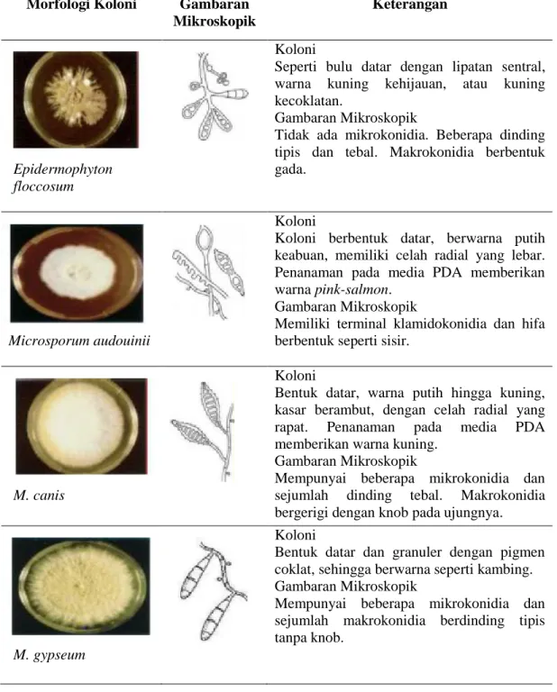 Tabel 2.1 Karakteristik Dermatofita  Morfologi Koloni  Gambaran 