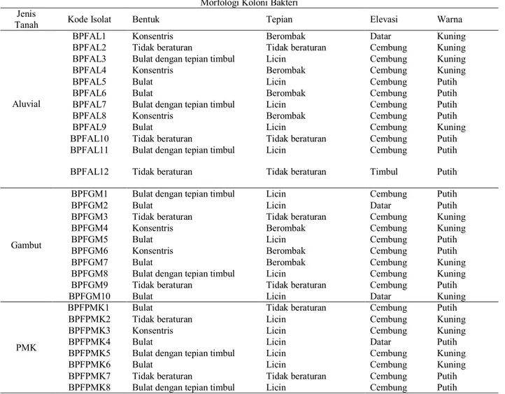 Tabel 1 Morfologi Koloni Bakteri Pelarut Fosfat 