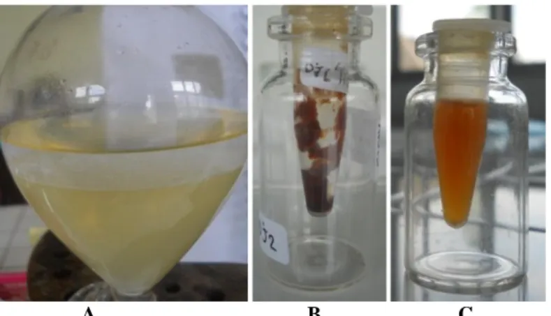 Gambar 11. Partisi media hasil fermentasi DJ2 (A), ekstrak larut etil asetat metabolit fungi  DJ2 (B) dan larutan stok ekstrak metabolit fungi DJ2 (C) 