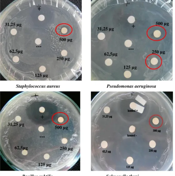 Gambar 12. Hasil uji aktivitas antimikroba ekstrak larut etil asetat metabolit fungi DJ2 